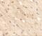 Transmembrane Protein 59 Like antibody, NBP2-81937, Novus Biologicals, Immunohistochemistry paraffin image 