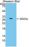 GATA Binding Protein 4 antibody, LS-C314485, Lifespan Biosciences, Western Blot image 
