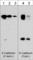 Cadherin 1 antibody, CP1921, ECM Biosciences, Western Blot image 