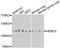 HECT And RLD Domain Containing E3 Ubiquitin Protein Ligase 3 antibody, A12590, Boster Biological Technology, Western Blot image 