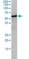 NUCB1 antibody, LS-B13070, Lifespan Biosciences, Western Blot image 