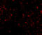 Lymphocyte Antigen 96 antibody, PM-4845, ProSci, Immunofluorescence image 