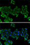 Cartilage Oligomeric Matrix Protein antibody, 19-873, ProSci, Immunofluorescence image 