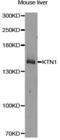 Kinectin 1 antibody, LS-C749028, Lifespan Biosciences, Western Blot image 