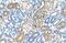 MAF BZIP Transcription Factor B antibody, PA5-40756, Invitrogen Antibodies, Immunohistochemistry paraffin image 