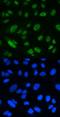 MutS Homolog 2 antibody, LS-C357472, Lifespan Biosciences, Immunofluorescence image 