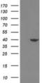 N-Terminal EF-Hand Calcium Binding Protein 1 antibody, NBP2-00480, Novus Biologicals, Western Blot image 