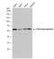 Fibrinogen Gamma Chain antibody, NBP1-31766, Novus Biologicals, Western Blot image 