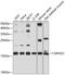 Cyclin Dependent Kinase Inhibitor 2C antibody, 18-463, ProSci, Western Blot image 