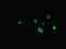 Somatostatin Receptor 2 antibody, LS-C679647, Lifespan Biosciences, Immunofluorescence image 