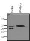 Ras Homolog Family Member A antibody, NBP2-22529, Novus Biologicals, Immunoprecipitation image 