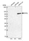 ASH2 Like, Histone Lysine Methyltransferase Complex Subunit antibody, HPA042289, Atlas Antibodies, Western Blot image 