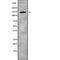 Ubiquitination Factor E4B antibody, abx219217, Abbexa, Western Blot image 