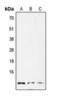 G Protein Subunit Gamma 12 antibody, orb393040, Biorbyt, Western Blot image 