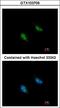 Replication Factor C Subunit 3 antibody, NBP2-20134, Novus Biologicals, Immunocytochemistry image 