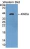 Aquaporin 8 antibody, abx130491, Abbexa, Western Blot image 