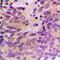 Ceramide Kinase Like antibody, orb235092, Biorbyt, Immunohistochemistry paraffin image 