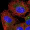 WD Repeat Domain 83 antibody, PA5-60143, Invitrogen Antibodies, Immunofluorescence image 