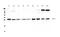 Ras-related protein Rab-27A antibody, A01608-1, Boster Biological Technology, Western Blot image 