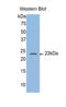 Caspase 4 antibody, LS-C301390, Lifespan Biosciences, Western Blot image 