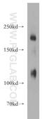 Nidogen 2 antibody, 19076-1-AP, Proteintech Group, Western Blot image 