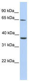Zinc Finger Protein 677 antibody, TA345626, Origene, Western Blot image 