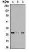 TNF Receptor Superfamily Member 4 antibody, orb304630, Biorbyt, Western Blot image 