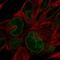 Nucleoporin 133 antibody, HPA059767, Atlas Antibodies, Immunofluorescence image 