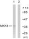 Mitogen-Activated Protein Kinase Kinase 6 antibody, LS-C199261, Lifespan Biosciences, Western Blot image 