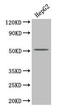 Platelet-activating factor acetylhydrolase antibody, CSB-PA08917A0Rb, Cusabio, Western Blot image 