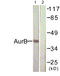 Aurora Kinase B antibody, LS-B5746, Lifespan Biosciences, Western Blot image 