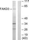 FAST Kinase Domains 3 antibody, A30495, Boster Biological Technology, Western Blot image 