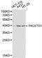 Epithelial Cell Adhesion Molecule antibody, LS-C192433, Lifespan Biosciences, Western Blot image 