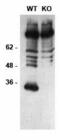Distal-Less Homeobox 1 antibody, 73-078, Antibodies Incorporated, Western Blot image 