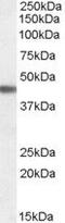 Adrenoceptor Beta 3 antibody, PA5-18793, Invitrogen Antibodies, Western Blot image 