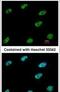 C-Terminal Binding Protein 1 antibody, PA5-29264, Invitrogen Antibodies, Immunofluorescence image 