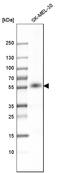 Purinergic Receptor P2X 4 antibody, HPA039494, Atlas Antibodies, Western Blot image 