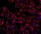 MYD88 Innate Immune Signal Transduction Adaptor antibody, PB9148, Boster Biological Technology, Immunofluorescence image 