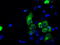 Protein-lysine 6-oxidase antibody, LS-C114935, Lifespan Biosciences, Immunofluorescence image 