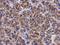 Spermatogenesis-associated protein 4 antibody, NBP2-20467, Novus Biologicals, Immunohistochemistry frozen image 