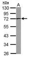 P21 (RAC1) Activated Kinase 4 antibody, PA5-34738, Invitrogen Antibodies, Western Blot image 