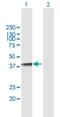 Nudix Hydrolase 18 antibody, H00079873-B01P, Novus Biologicals, Western Blot image 