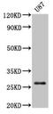 Serine Protease 3 antibody, CSB-PA12319A0Rb, Cusabio, Western Blot image 