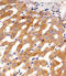 Phenylalanine Hydroxylase antibody, MBS9200125, MyBioSource, Immunohistochemistry paraffin image 