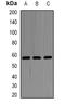 Serine Hydroxymethyltransferase 2 antibody, orb340744, Biorbyt, Western Blot image 