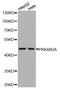 Protein Kinase CAMP-Dependent Type II Regulatory Subunit Alpha antibody, orb136140, Biorbyt, Western Blot image 