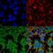 Protocadherin Gamma Subfamily C, 3 antibody, MA5-27671, Invitrogen Antibodies, Immunofluorescence image 