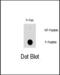 Heat Shock Protein Family B (Small) Member 1 antibody, PA5-12779, Invitrogen Antibodies, Dot Blot image 