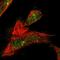 WD repeat-containing protein 60 antibody, HPA020607, Atlas Antibodies, Immunocytochemistry image 