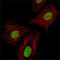 Ring Finger And CHY Zinc Finger Domain Containing 1 antibody, M04533, Boster Biological Technology, Immunofluorescence image 